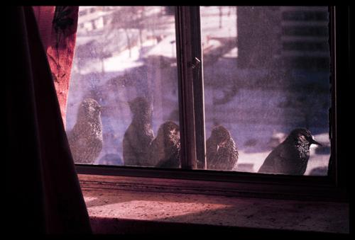 birdsinwindow (Custom).jpg